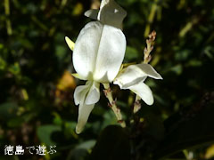 萩寺 最明寺 萩の花 2010