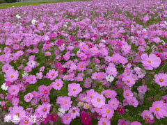 �����Υ����⥹ 2012