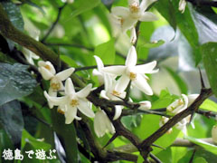 スダチの古木 花