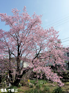 武家屋敷 原田家住宅 蜂須賀桜