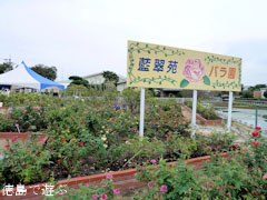 バラ園 藍翠苑 秋のバラ祭り 2010