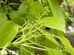 ���Ф��祯�� �֤��