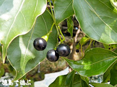 ���Ф��祯�� ���� �ϼ�