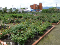 藍住 春のバラ祭り 2012