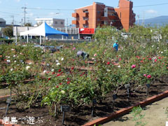 バラ園 藍翠苑 秋のバラ祭り 2011
