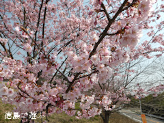 熊谷寺 蜂須賀桜 2014