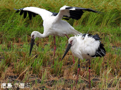 徳島県鳴門市大麻町 コウノトリ 電柱 巣 2015年8月25日