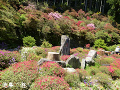 上分花の隠里 ツツジ 2012