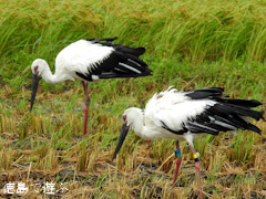 徳島県鳴門市大麻町 コウノトリ 電柱 巣 2015年8月25日