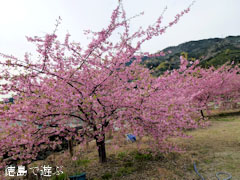 ����Ʋ ���ź� 2012