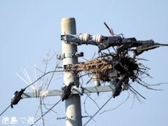 徳島県鳴門市大麻町 コウノトリ 鸛 電柱 巣 2015年12月31日