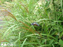 大川原高原 すすき 2010