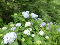 相生森林文化公園 あいあいらんど に 紫陽花 あじさい 2011