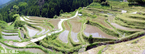 樫原の棚田 水田