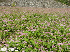 赤蕎麦の花 赤そばの花