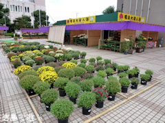 鴨島 菊人形 菊花展 2011