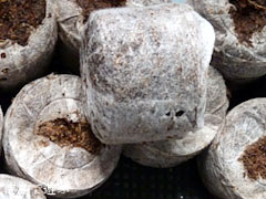 吉良のエドヒガン桜 種蒔き準備