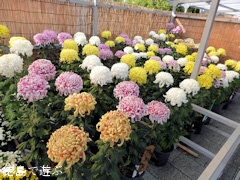 徳島県板野郡北島町 北島町菊花展 2014