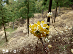 ���縩̾��������Į��ʬ �ߥĥޥ� 2014