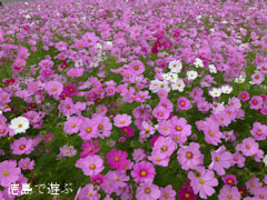 �����Υ����⥹ 2012