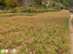 �֡���Τ �褳�� �ֶ��� 2013