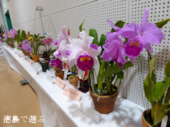 第57回 徳島洋蘭展 2014
