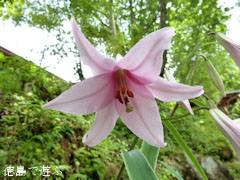 那賀町出羽 ササユリ 神領ユリ 2010