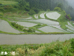 樫原の棚田 2011年6月