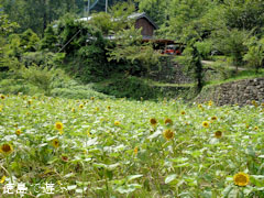 花々の里よこせ ひまわり 向日葵 2011