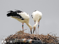 徳島県鳴門市大麻町 コウノトリ 電柱 巣 2015年9月7日