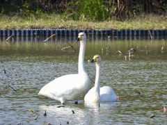 徳島県鳴門市大麻町 大白鳥 オオハクチョウ 2017