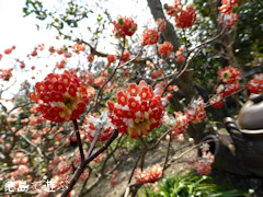 ���縩���������Į �����ر� �ֲֻ��� �����Хʥߥĥޥ� 2014
