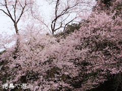 ���ɤΥ��ɥҥ���� 2013