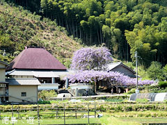神光寺 のぼり藤 2011