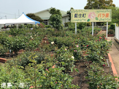 徳島県板野郡藍住町 藍住町バラ園 春のバラ祭り 2017