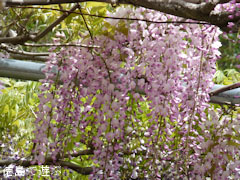 童学寺 藤の花 2011