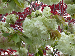 ���縩�������Į ���������� ������� 2015