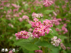 �֡���Τ �褳�� �ֶ��� �֤��Фβ� 2010