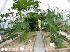 徳島県徳島市国府町 徳島大学 薬用植物園 2016