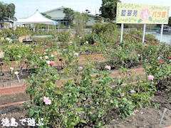 バラ園 藍翠苑