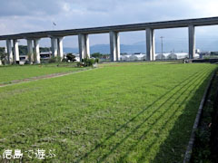 上喜来のコスモス 成長中 2010