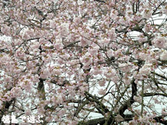 重楽寺 桜