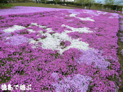 ������¼���� �Ǻ� 2010