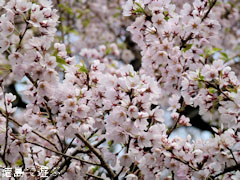 吉良のエドヒガン桜 2011