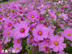 �����Υ����⥹ 2012