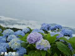 大川原高原 雲海 紫陽花 あじさい 2011
