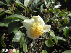 ���縩̾��������Į ��Ȫ ��β� 2016