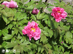 牡丹寺 観音寺 前庭 ぼたん 2013