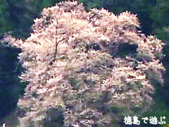 吉良のエドヒガン桜