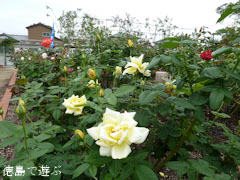 バラ園 藍翠苑 秋のバラ祭り 2010